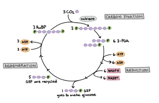 Ciclo de Calvin